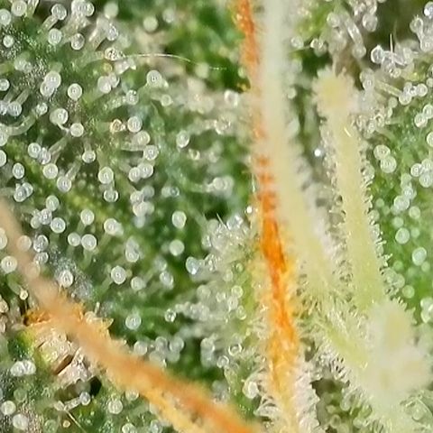 Ice Cream Cake FF #2 growlog timeline photo