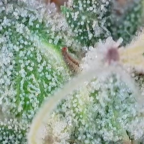 Ice Cream Cake FF #1 growlog timeline photo