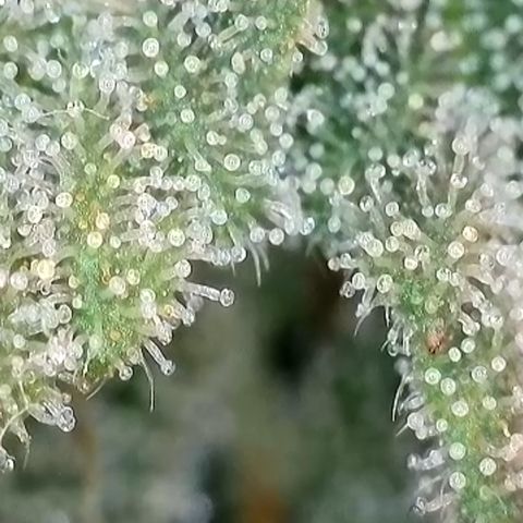 Ice Cream Cake FF #1 growlog timeline photo