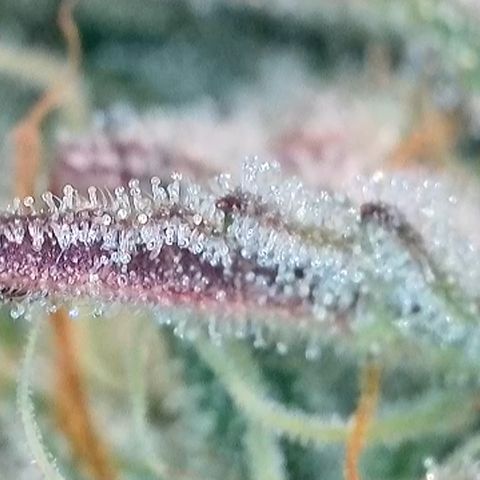 Ice Cream Cake FF #1 growlog timeline photo