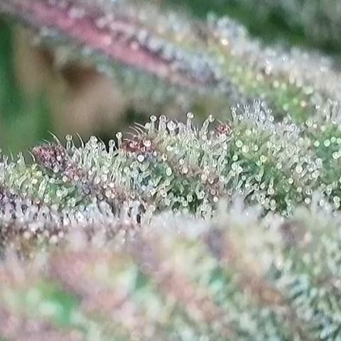 Ice Cream Cake FF #1 growlog timeline photo