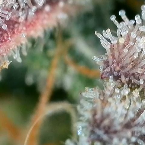 Ice Cream Cake FF #2 growlog timeline photo