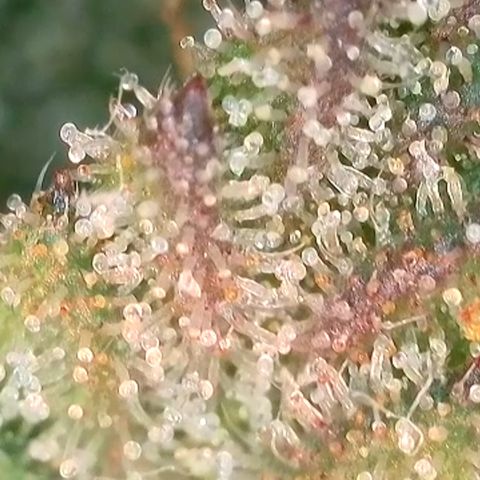 Ice Cream Cake FF #2 growlog timeline photo