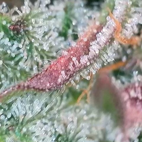 Ice Cream Cake FF #2 growlog timeline photo