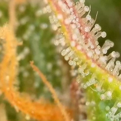 Watermelon Auto #1 growlog timeline photo