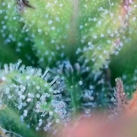 Watermelon Auto #1 growlog timeline photo
