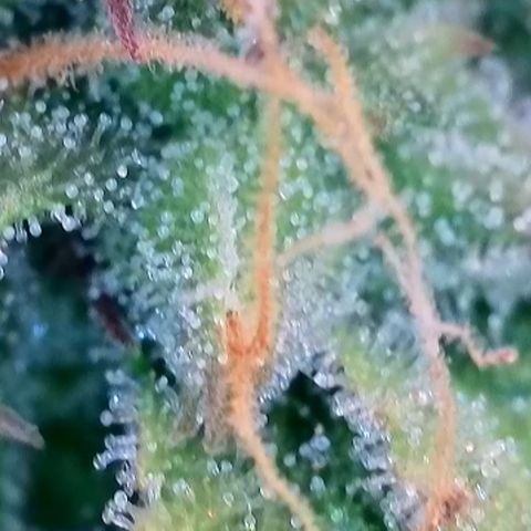 Watermelon Auto #1 growlog timeline photo