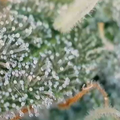 Ice Cream Cake FF #1 growlog timeline photo