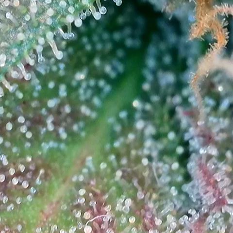 Ice Cream Cake FF #1 growlog timeline photo