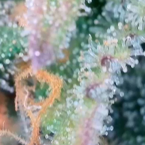 Watermelon Auto #2 growlog timeline photo