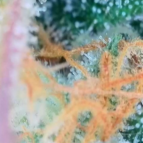 Watermelon Auto #2 growlog timeline photo