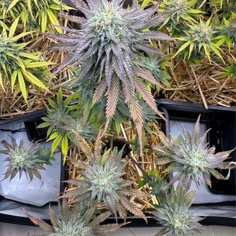 Ice Cream Cake FF #2 growlog timeline photo