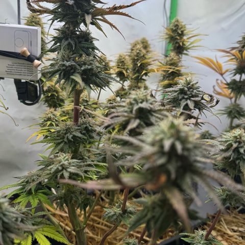 Ice Cream Cake FF #2 growlog timeline photo