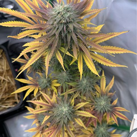 Ice Cream Cake FF #1 growlog timeline photo