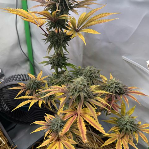 Ice Cream Cake FF #1 growlog timeline photo