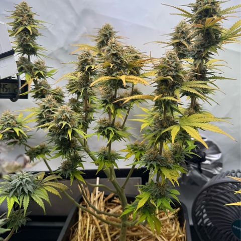 Watermelon Auto #2 growlog timeline photo