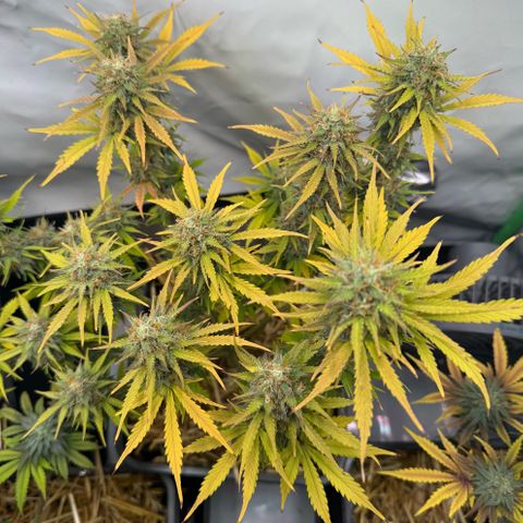 Watermelon Auto #2 growlog timeline photo