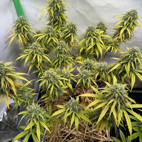 Watermelon Auto #1 growlog timeline photo