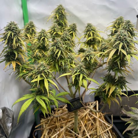 Watermelon Auto #1 growlog timeline photo