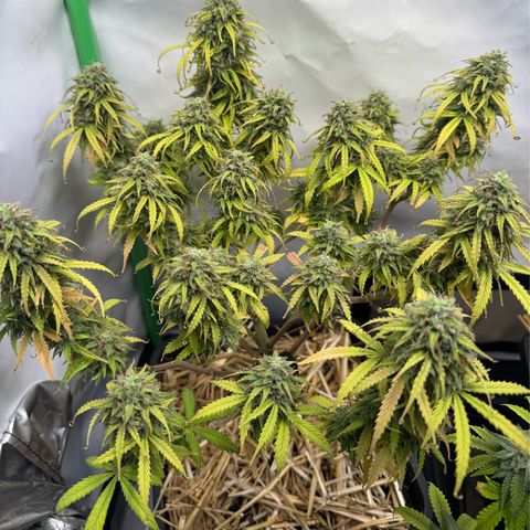 Watermelon Auto #1 growlog timeline photo
