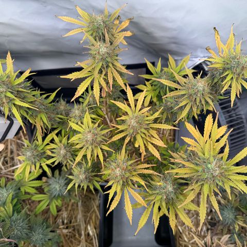 Watermelon Auto #2 growlog timeline photo