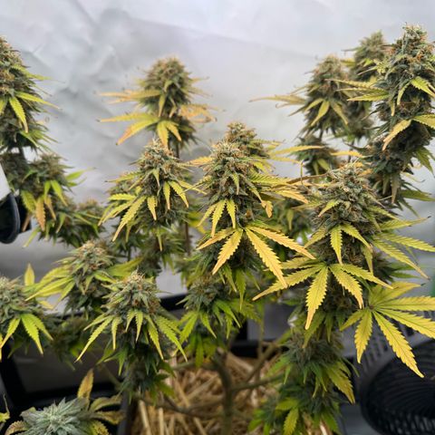 Watermelon Auto #2 growlog timeline photo