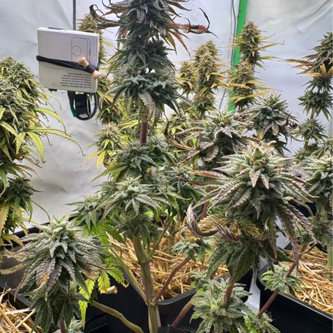 Ice Cream Cake FF #1 growlog timeline photo