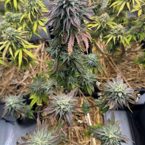 Ice Cream Cake FF #1 growlog timeline photo