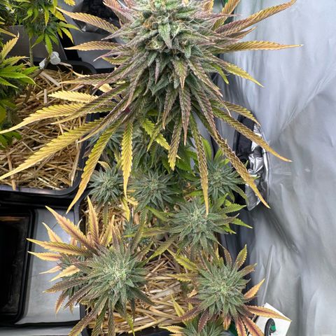 Ice Cream Cake FF #2 growlog timeline photo