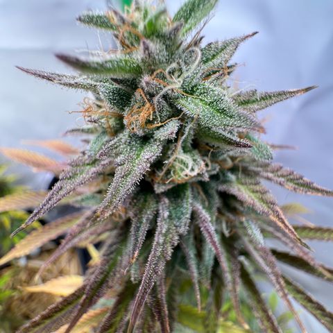 Ice Cream Cake FF #2 growlog timeline photo
