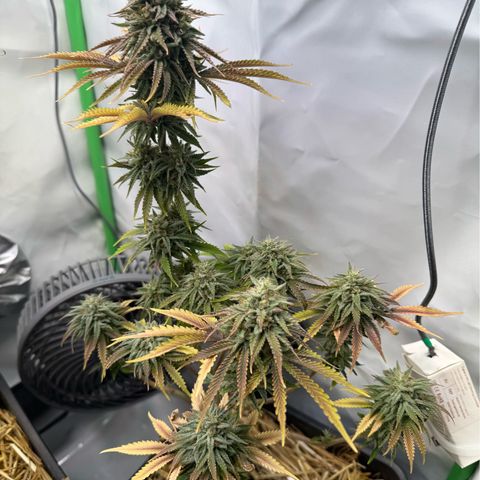 Ice Cream Cake FF #2 growlog timeline photo
