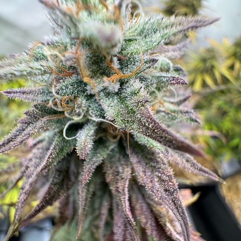 Ice Cream Cake FF #1 growlog timeline photo