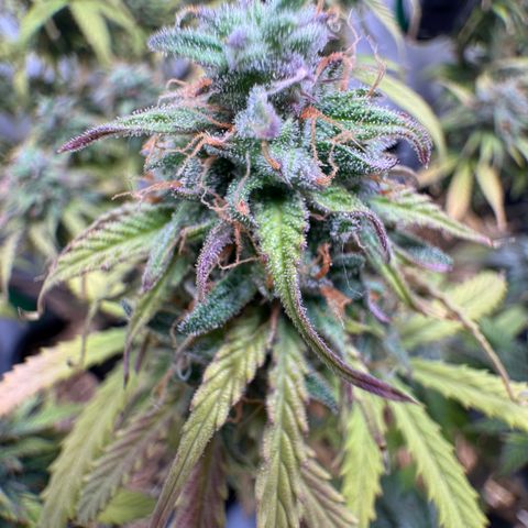 Watermelon Auto #2 growlog timeline photo