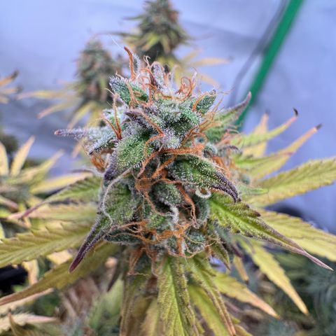 Watermelon Auto #1 growlog timeline photo