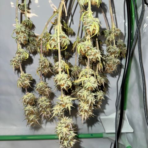Watermelon Auto #1 growlog timeline photo