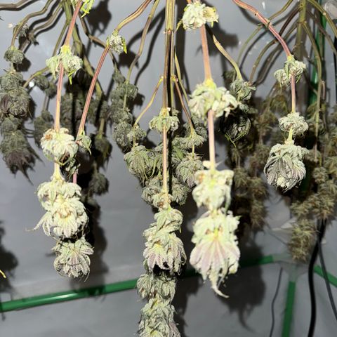 Ice Cream Cake FF #1 growlog timeline photo