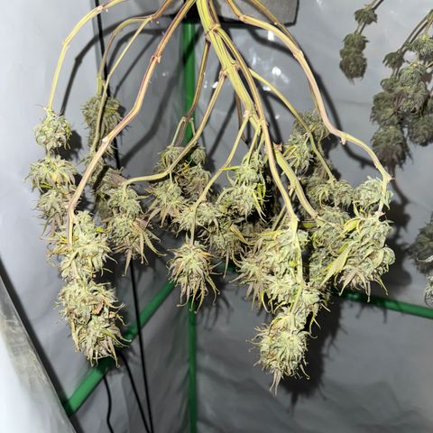Watermelon Auto #2 growlog timeline photo