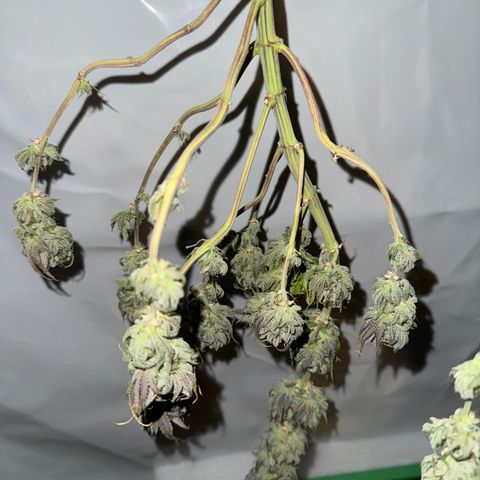 Ice Cream Cake FF #2 growlog timeline photo