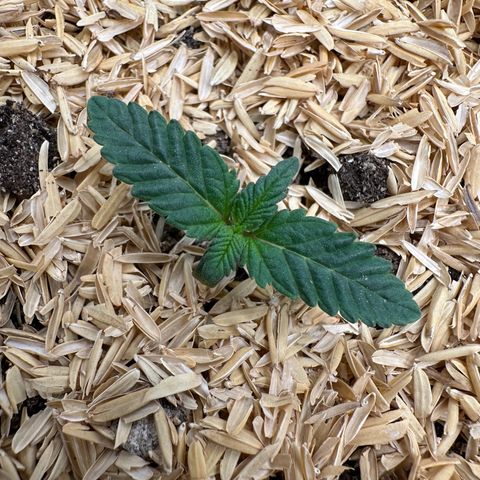 White-Widow-1 growlog timeline photo