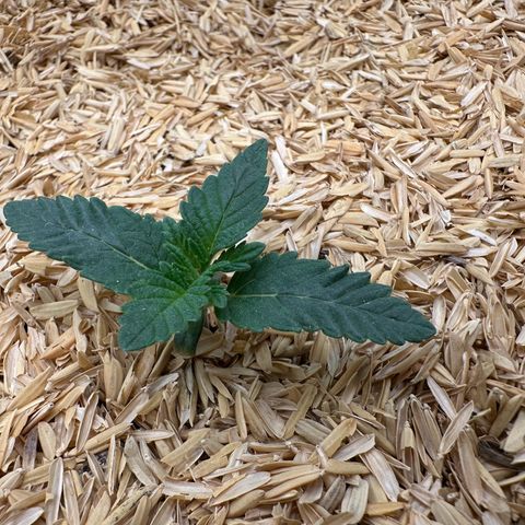 White-Widow-1 growlog timeline photo