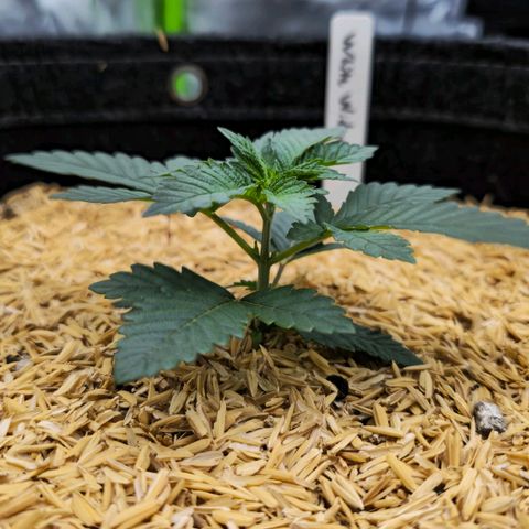 White-Widow-1 growlog timeline photo