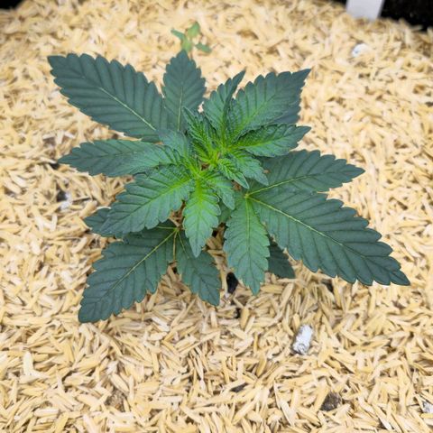 White-Widow-1 growlog timeline photo