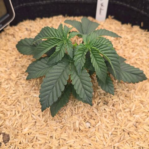 White-Widow-1 growlog timeline photo
