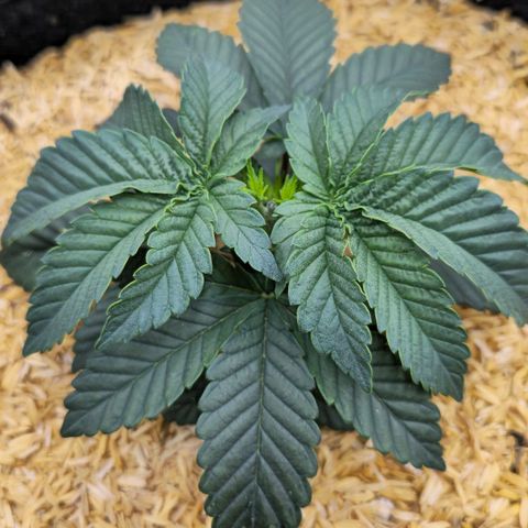 White-Widow-1 growlog timeline photo