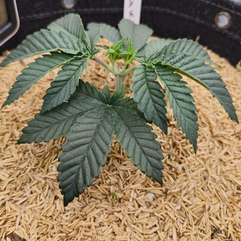 White-Widow-1 growlog timeline photo
