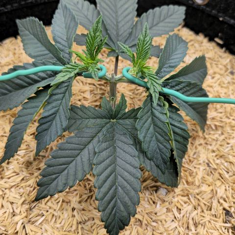 White-Widow-1 growlog timeline photo