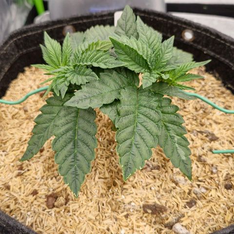 White-Widow-1 growlog timeline photo