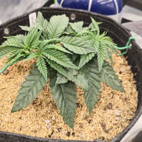 White-Widow-1 growlog timeline photo