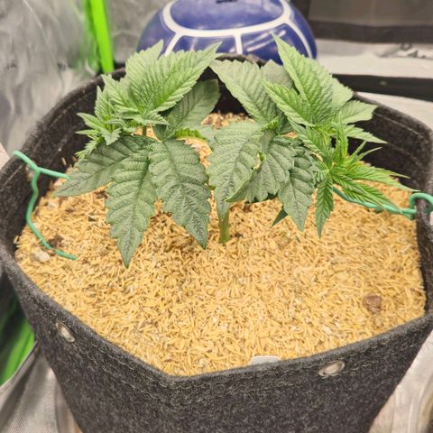 White-Widow-1 growlog timeline photo