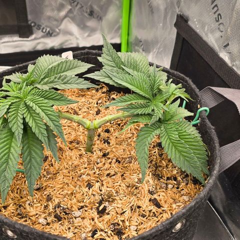 White-Widow-1 growlog timeline photo